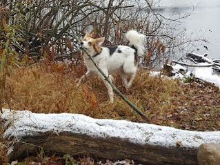 Dog holding stick at Franklin pond in Littles Corners Cambridge Ontario